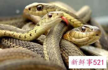 梦见蟒蛇缠身然后松开是什么意思