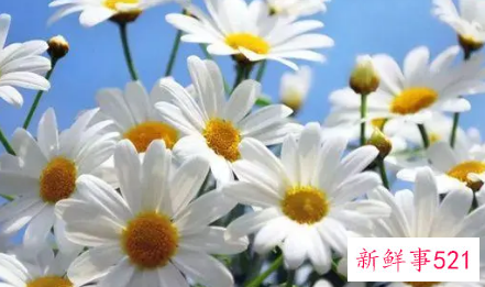 洋甘菊闻起来是什么味道