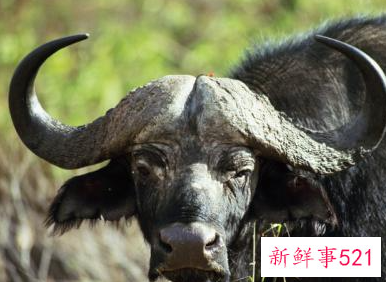 梦见什么是大吉