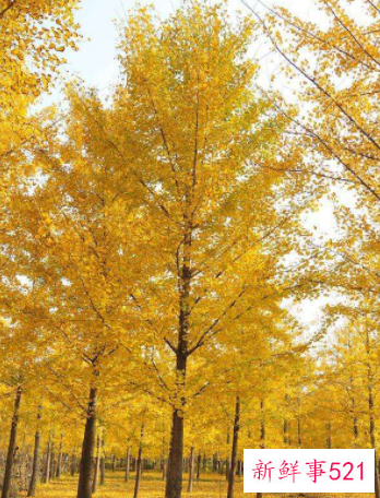 四大镇宅之树有哪些