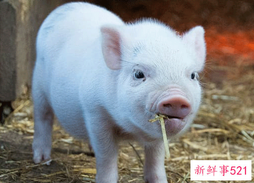 属兔男生配什么生肖女