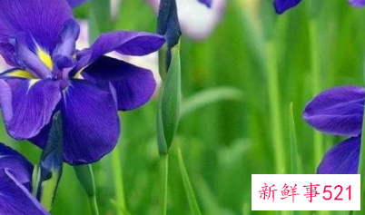 每种花代表女生的性格