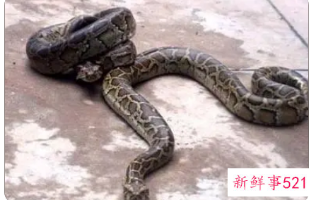 已婚女人梦见大蟒蛇脱皮