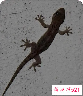 做梦壁虎掉身上