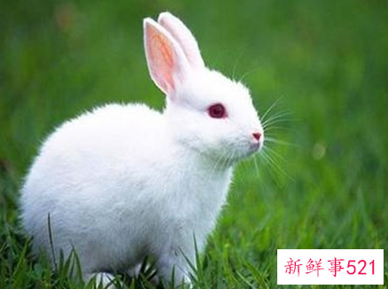 属兔和属鸡合不合