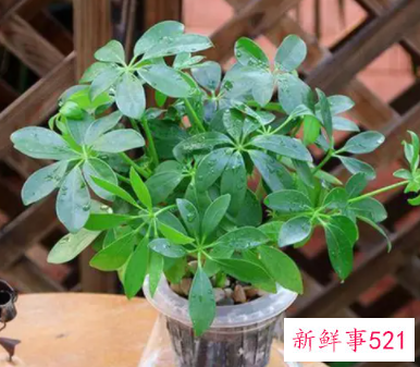 什么花镇宅辟邪