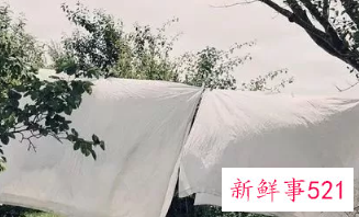 床单有黄印子是为什么