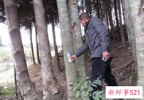 世界上最大的竹子品种