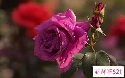 爬藤月季怎么修剪