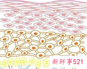 皮肤细胞更新周期