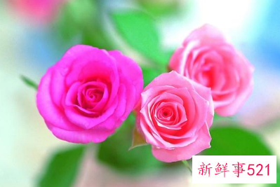 摩羯女嫁给哪个星座男幸福