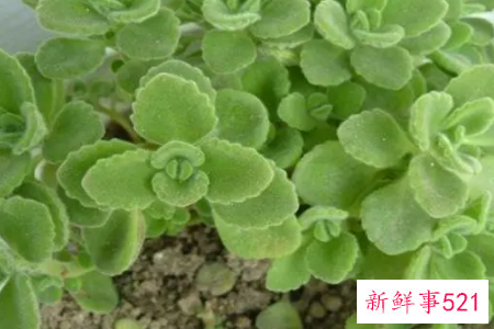 碰碰香烂根的处理方法