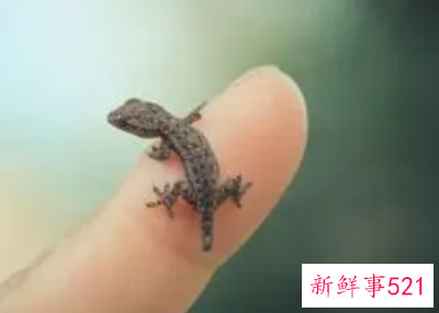 做梦壁虎掉身上