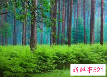 周公解梦之梦到大蛇