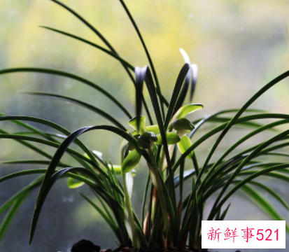 属虎办公室应该养什么植物