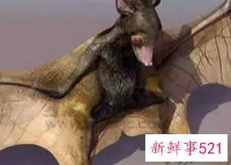 梦见蝙蝠飞到自己身上是什么意思