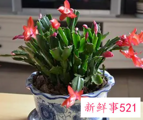 蟹爪兰怎么浇水