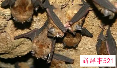 梦见蝙蝠飞到自己身上是什么意思