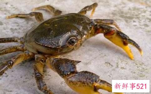 孕妇梦见螃蟹是什么意思