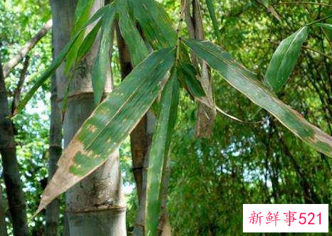 世界上最大的竹子品种