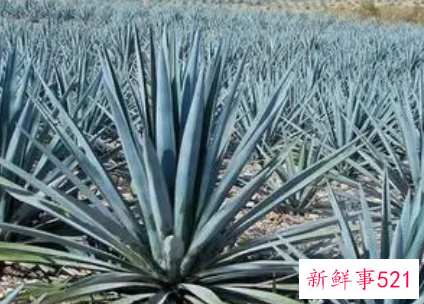 龙舌兰的习性特点