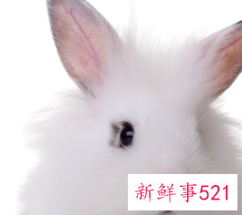 属兔的适合挂什么挂件