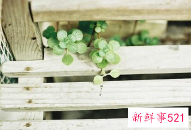 跟有女朋友的男生睡了