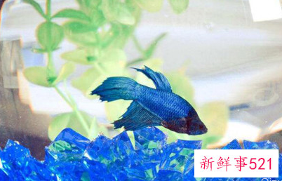 养金鱼也能养出好风水