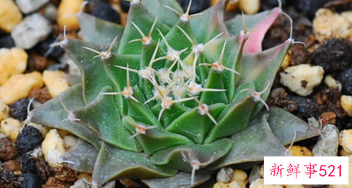 帝冠仙人球怎么养