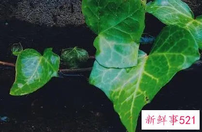 撩人的情话都有哪些