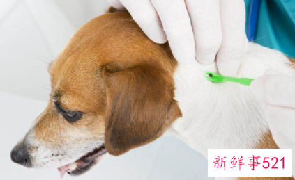 狗狗不吃饭怎么办