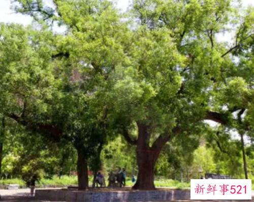 四大镇宅之树有哪些