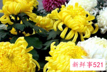 每种花代表女生的性格