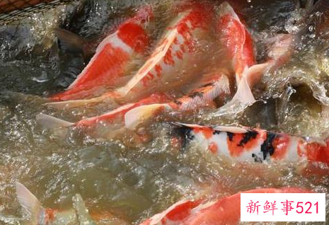 养鲤鱼喂什么饲料好