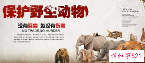 增强对野生动物的保护意识的宣传标语