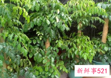 绿宝树什么属相不能养