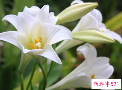 鲜花妙用助你平定敏感肌