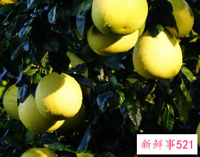 什么粥糖分低孕妇可以吃