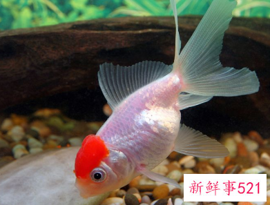 什么鱼最招财运