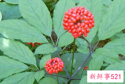 什么情况下吃人参最好