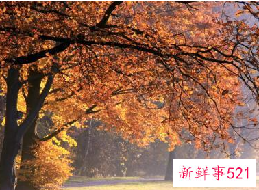 梦见什么是大吉