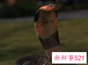 属蛇女人的致命的弱点