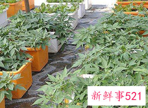 墙面隔热层的做法