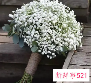 家里种满天星风水禁忌