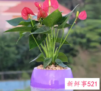 什么花镇宅辟邪