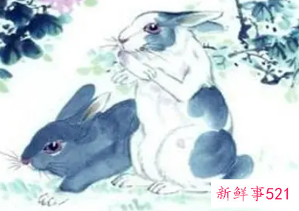 男龙女兔能好一辈子吗