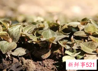 金线莲的正确吃法