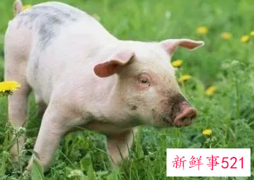 95年属猪幸运色是什么颜色