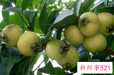 铃铛果的另外一个名称