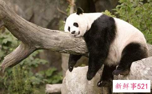 摘掉熊猫眼的方法